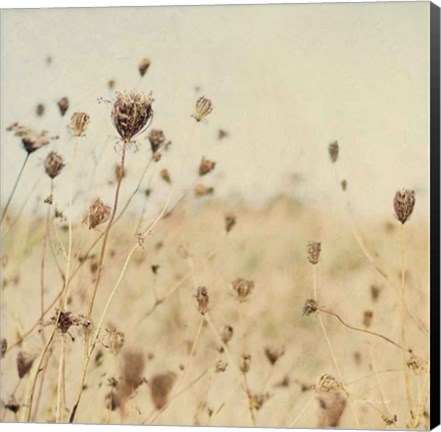 Framed Falling Queen Annes Lace II Crop Sepia Print