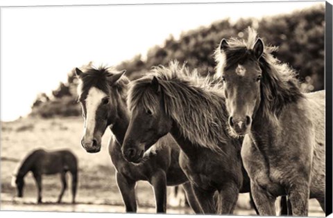 Framed Horses Three Sepia Print