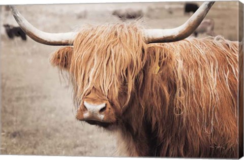 Framed Scottish Highland Cattle I Neutral Print