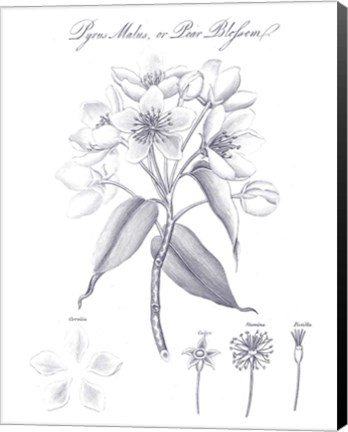 Framed Elements of Botany VIII Blue Print