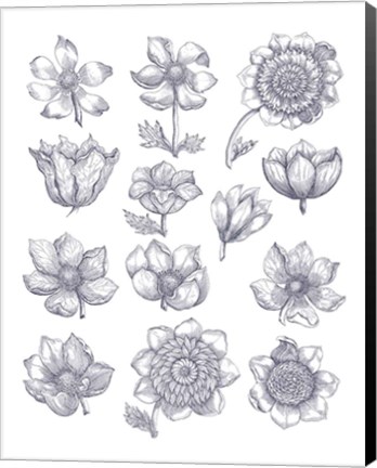 Framed Anemone Plate I Blue Print