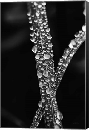 Framed Water Droplets Print