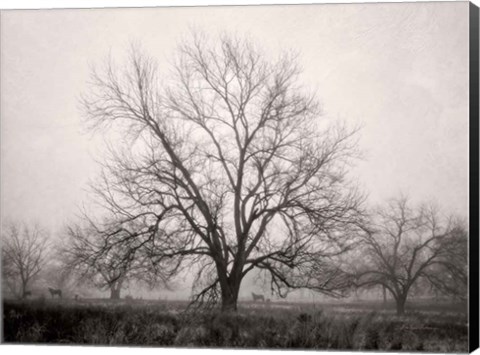 Framed Morning Calm I BW Print