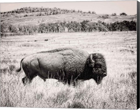 Framed Buffalo I BW Print