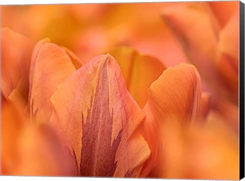 Framed Orange Tulips Print