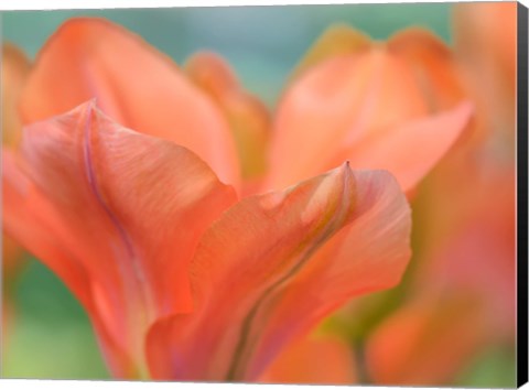 Framed Orange Wings Tuilps Print