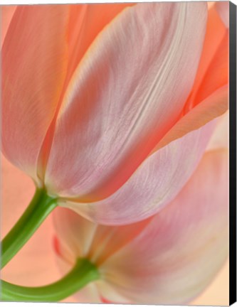 Framed Two Orange Tulips Print