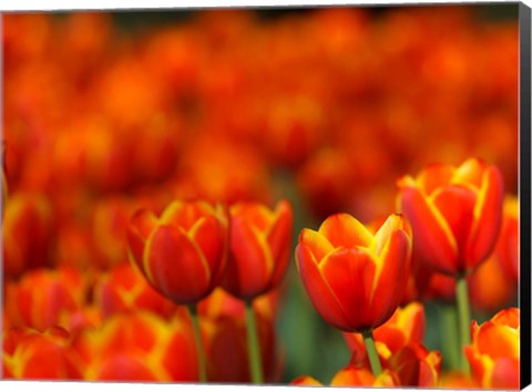 Framed Tulips Forever Print