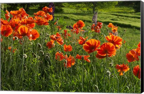 Framed Shampers Bluff Poppies Print