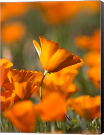 Framed Detail Of Golden California Poppy In Antelope Valley Print