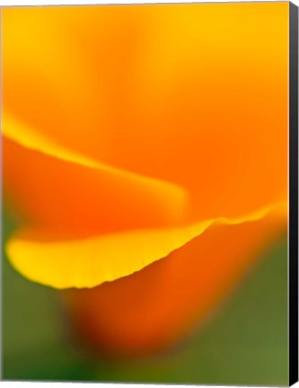 Framed Macro Shot Of Golden California Poppy Print