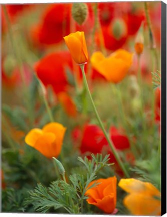 Framed California Golden Poppies and Corn Poppies, Washington State Print