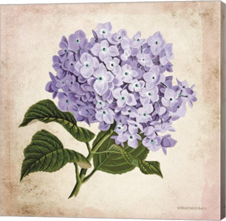 Framed Vintage Lilac Print