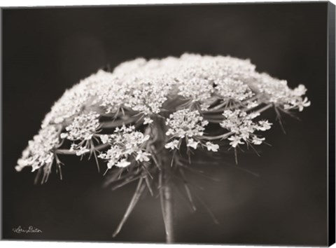 Framed Queen Anne&#39;s Lace Print