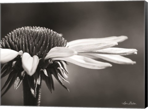 Framed Coneflower Print