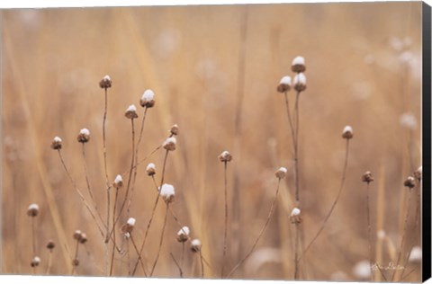 Framed Snow Capped Wildflowers Print