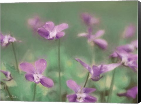 Framed Wild Violets Print