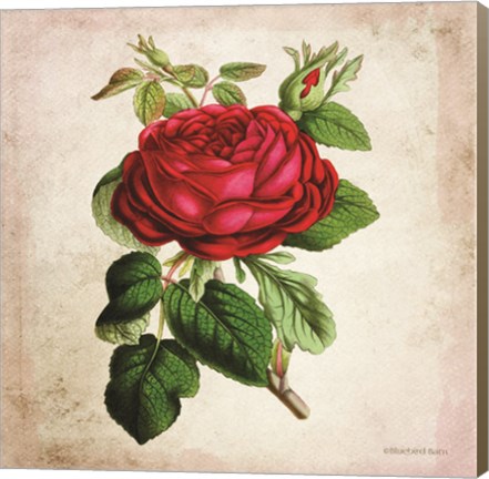 Framed Vintage Red Rose Print