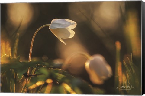 Framed Anemone Print