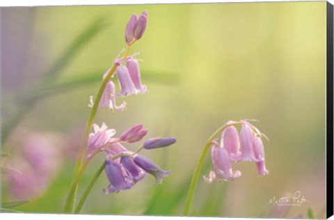 Framed Bluebell I Print