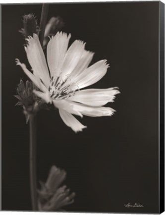 Framed Flower Petal Wishes Print