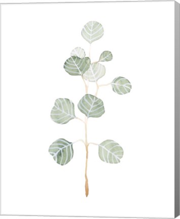 Framed Soft Eucalyptus Branch II Print