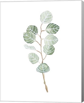 Framed Soft Eucalyptus Branch III Print