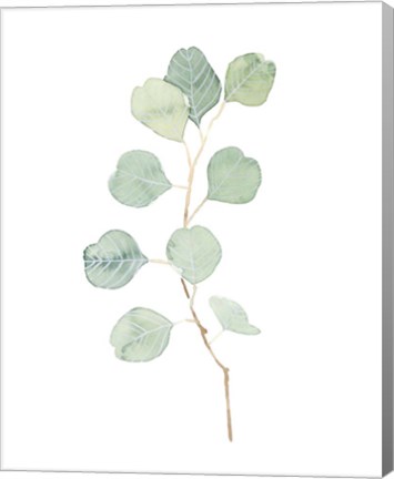 Framed Soft Eucalyptus Branch IV Print