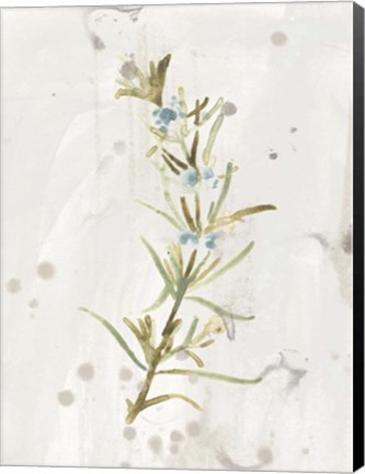 Framed Antique Earthtone Herbs III Print