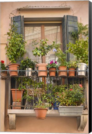 Framed Italian Window Flowers III Print