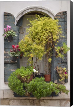 Framed Italian Window Flowers IV Print