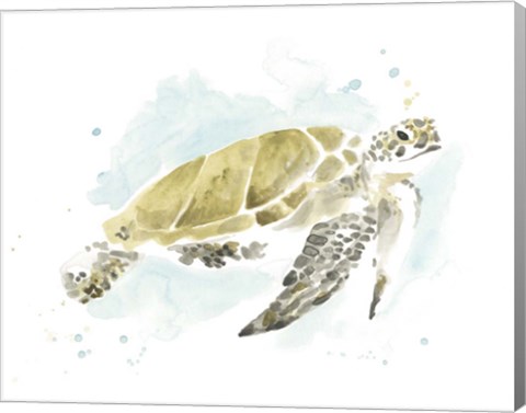 Framed Watercolor Sea Turtle Study I Print