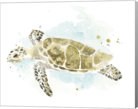 Framed Watercolor Sea Turtle Study II Print