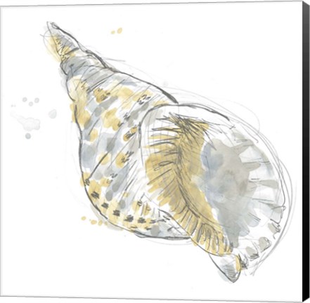 Framed Citron Shell Sketch II Print