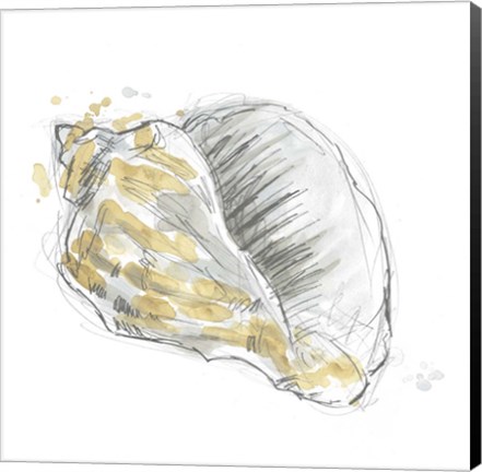 Framed Citron Shell Sketch III Print