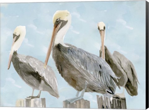 Framed Soft Brown Pelican III Print