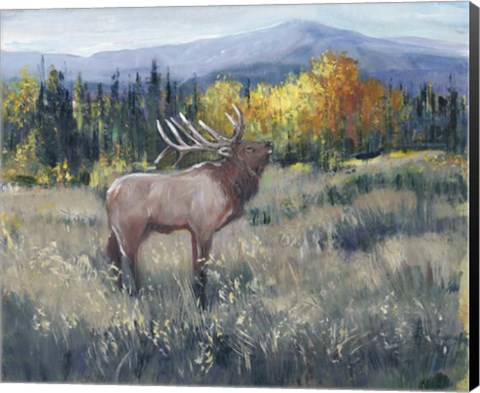 Framed Rocky Mountain Elk II Print