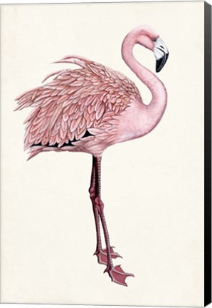 Framed Striking Flamingo I Print