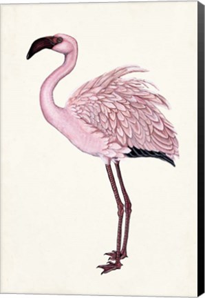 Framed Striking Flamingo II Print
