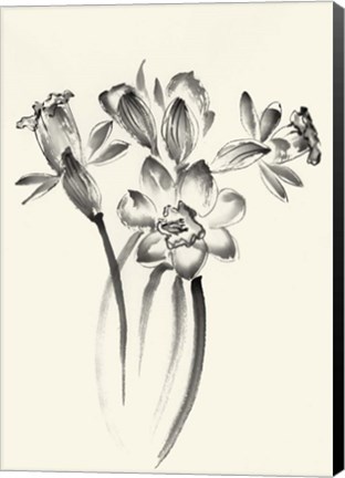Framed Ink Wash Floral I - Daffodils Print