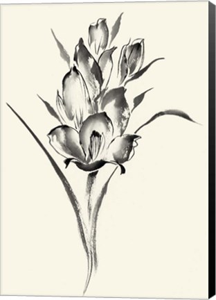 Framed Ink Wash Floral II - Gladiolus Print