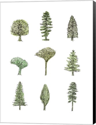 Framed Collected Pines II Print