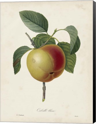 Framed Redoute&#39;s Fruit IV Print