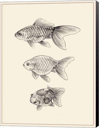 Framed Goldfish IV Print