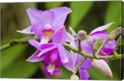 Framed Wild Orchid, Cloud Forest, Upper Madre De Dios River, Peru Print