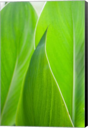 Framed Canna Leaf Close-Up 1 Print