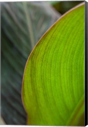 Framed Canna Leaf Close-Up 2 Print