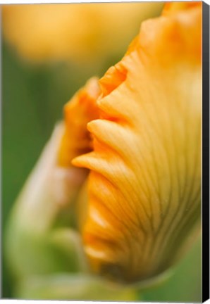 Framed Peach Bearded Iris 1 Print