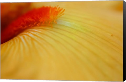 Framed Peach Bearded Iris 2 Print