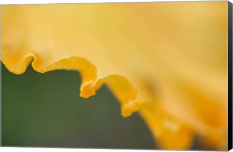 Framed Peach Bearded Iris Print